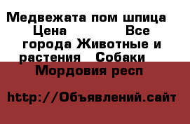 Медвежата пом шпица › Цена ­ 40 000 - Все города Животные и растения » Собаки   . Мордовия респ.